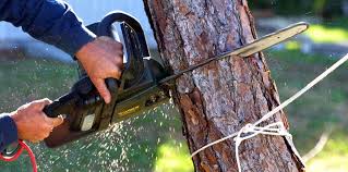 Trusted Kimball, NE Tree Services Experts