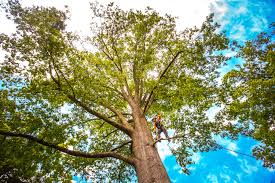 Best Tree Risk Assessment  in Kimball, NE