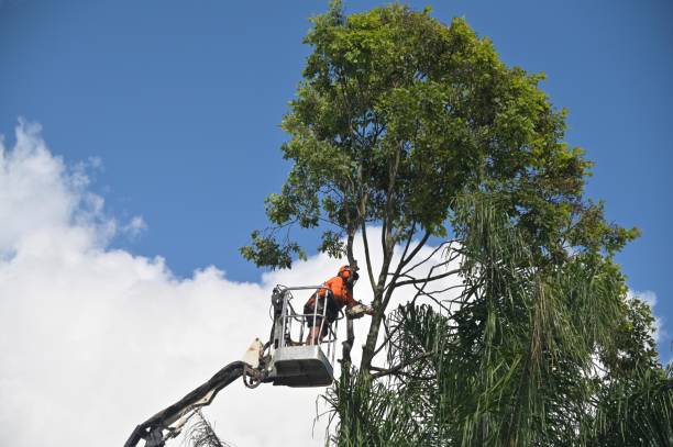 Best Hazardous Tree Removal  in Kimball, NE