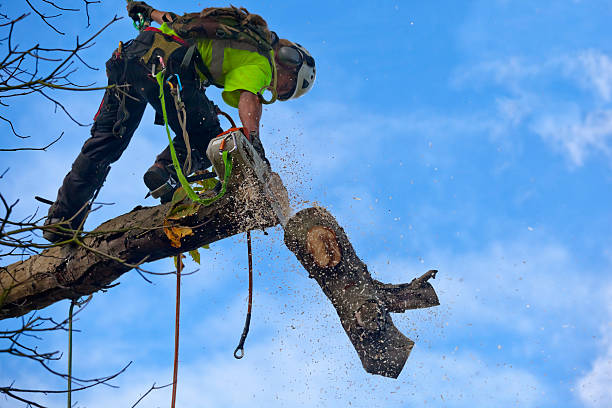 Best Arborist Consultation Services  in Kimball, NE